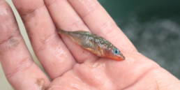 epinoche noyelle