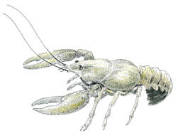 &eacute;crevisse pattes blanches
